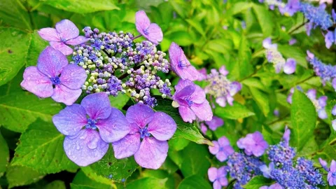 Slow motion - Rainy day Hydrangea flowers in full bloom FIX Stock Footage 281286827