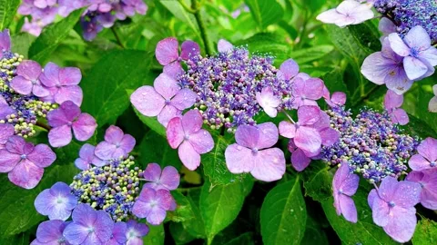 Slow motion - Rainy day Hydrangea flowers in full bloom Zoom in Stock Footage 281287784
