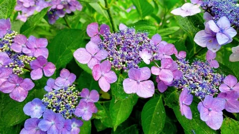 Slow motion - Rainy day Hydrangea flowers in full bloom FIX Stock Footage 281287942