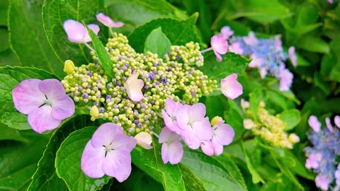 Slow motion - Rainy day Hydrangea flowers in full bloom Zoom in Stock Footage 281288796