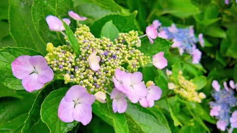 Slow motion - Rainy day Hydrangea flowers in full bloom FIX Stock Footage 281289379