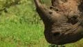 Slow Motion of Rare Black Rhino in Africa GFSHD HD Footage