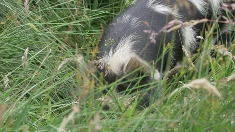 Slow Motion Rare Breed Kune Kune Pig Foraging Grass Hay Vídeo Stock 224334923