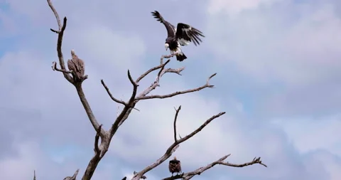 Slow motion of rare white face vulture on tree preparing to fly. Africa Safari 動画素材 195971934