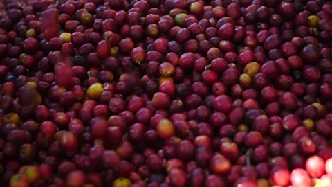 Slow motion of raw coffee beans fall to the ground Stock Footage 160541437