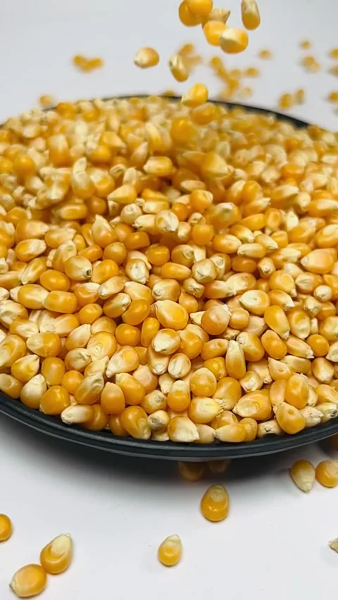 Slow motion raw corn seeds falling into dark plate, vertical Stock Footage 336847779