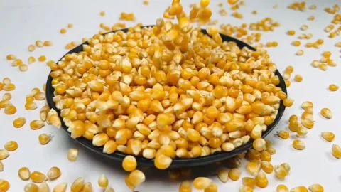 Slow motion raw corn seeds falling into dark plate, horizontal Stock Footage 336847781