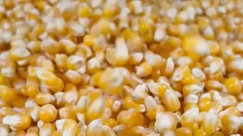 Slow motion raw corn seeds falling on white background, horizontal Stock Footage 336847785