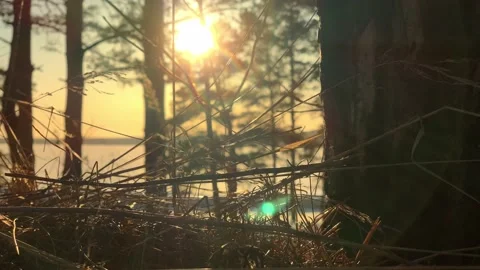 Slow-motion. Rays of the sun shine through dry grass, branches. Sunset at forest Stock Footage 151348997