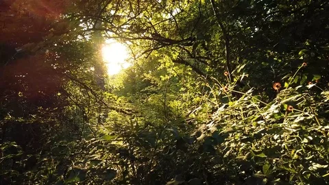Slow Motion: Rays Of Sunshine Through The Trees- Nature,peace, Sun Stock Footage 110357120