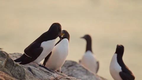 Slow Motion Razorbills Seabirds at Sunset on Coast, Colony of Razorbills on Video stock 305143666