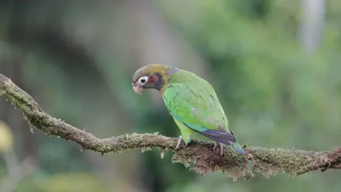 Slow motion rear view of a brown-hooded parrot perching on a tree branch Stock Footage 209124950
