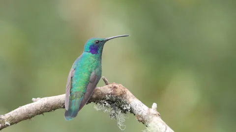 Slow motion rear view clip of a lesser violetear hummingbird on a perch Stock Footage 171851232
