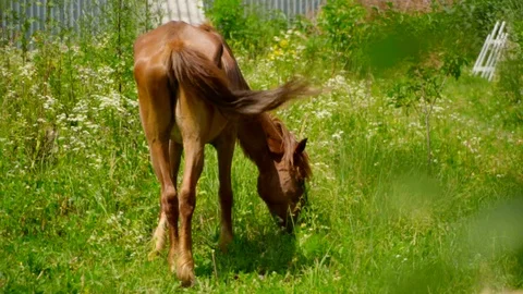 Slow motion rear view of dark brown horse eating grass in a green flower field Video stock 119759941