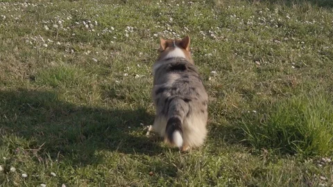 Slow motion, rear view of a welsh corgi fetching toy on meadow, FULLHD 100fps Video stock 126118748