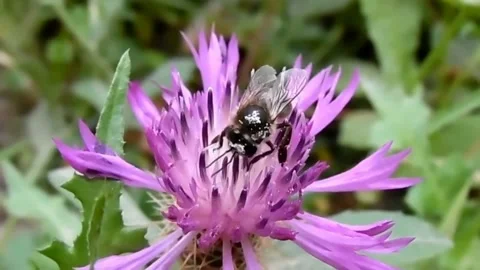 Slow motion recording of bee on flower Stock Footage 145591992