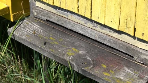 Slow motion recording of bees in their activity when entering the hive Stock Footage 201009361