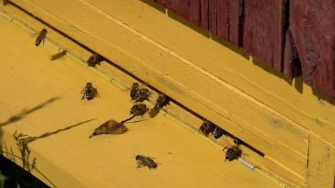 Slow motion recording of bees in their activity when entering the hive Stock Footage 201009362