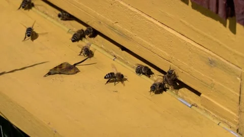 Slow motion recording of bees in their activity when entering the hive Stock Footage 201010145