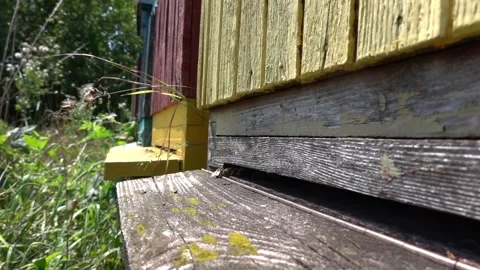 Slow motion recording of bees in their activity when entering the hive Stock Footage 208882041