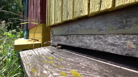 Slow motion recording of bees in their activity when entering the hive Stock Footage 208882089