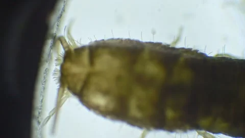 Slow-motion recording of a silverfish under a microscope. The silver body, .. Stock Footage 287134999