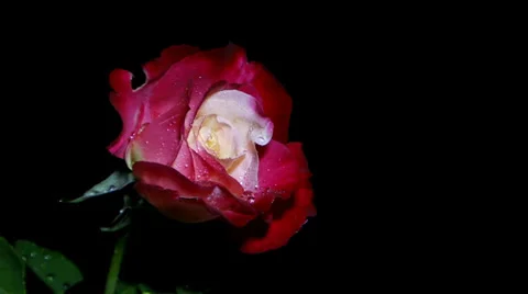 Slow Motion Red and White Rose (Double Delight) in the Rain Stock Footage 33872891