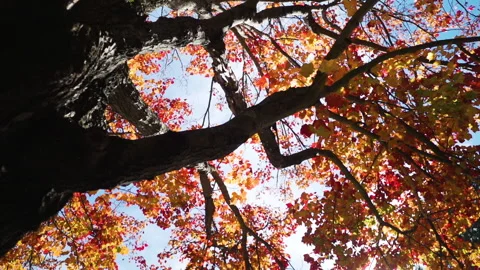 Slow motion red and yellow leaves on a tree Stock Footage 130338646