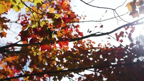 Slow motion red and yellow leaves on a tree Stock Footage 130338689