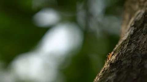 Slow Motion of red ant walking on tree in Taiwan. Close up fire ants. Macro.-Dan Stock Footage 113737977