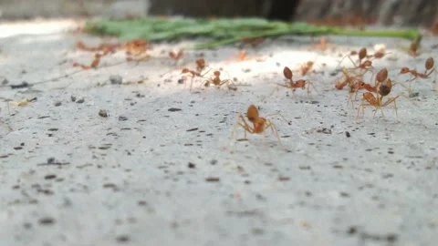 Slow Motion Red Ants Running Back And Forth Along A Concrete floor Stock Footage 162626205