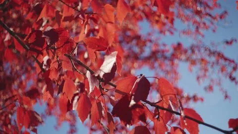 Slow Motion Red Autumn Fall Maple Leaves Waving on Branch Stock Footage 205957150