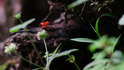 Slow motion of a red bug starting to fly Stock Footage 241003857