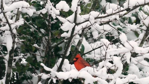 Slow Motion Red Cardinal Bird in Winter Snow Storm Stock-Footage 124394416