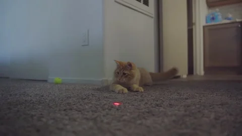 Slow motion red cat play with laser at apartment. Stock Footage 252879415