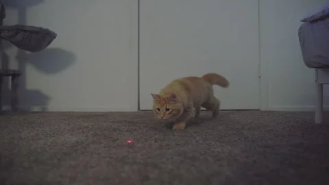 Slow motion red cat play with laser at apartment. Stock Footage 252879493
