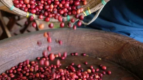 Slow motion Red cherries coffee beans drop on the table. Stock Footage 162889116