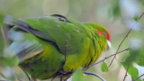 Slow motion red crowned parakeet kakariki close up in bush Video stock 111742805