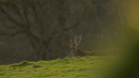 Slow motion red deer at dusk with beautiful autumn sunset  4k HDR Stock Footage 304392848