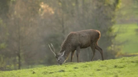Slow motion Red Deer at dusk with autumn colors and sunset Stock Footage 304394726