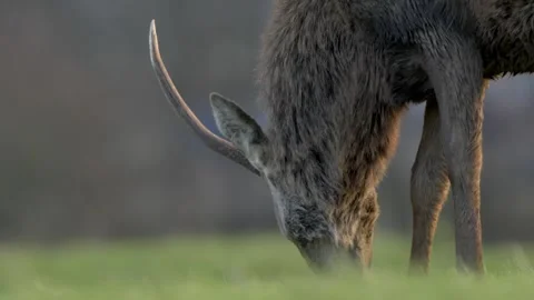 Slow motion of Red Deer grazing at dusk with sunset glow Stock Footage 304391260