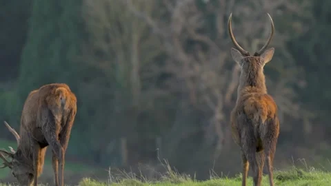 Slow motion red deer grazing at dusk in the United Kingdom’s autumn Stock Footage 304391756