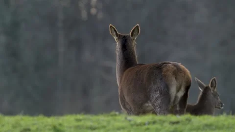 Slow motion of red deer grazing at dusk with beautiful autumn sunset Stock Footage 304392657