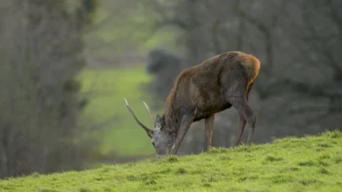Slow motion of red deer grazing at dusk with autumn sunset Stock Footage 304392743
