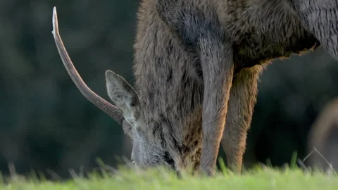Slow motion red deer grazing at dusk with autumn sunset in stunning 4k HDR Stock Footage 304394559