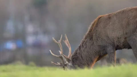 Slow motion red deer grazing in autumn light at dusk Stock Footage 304394606
