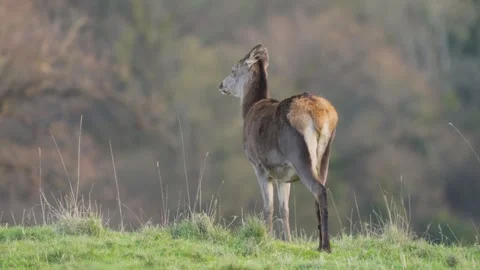 Slow motion of red deer roaming at dusk with beautiful autumn sunset Stock Footage 304391709