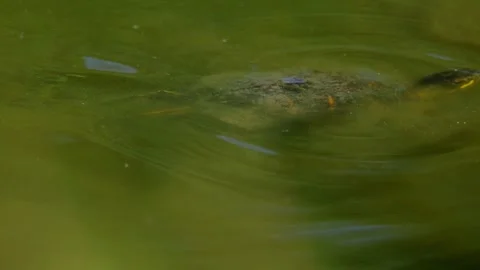 Slow Motion of Red-Eared Slider Turtle Swimming in Water Near Shore on Sunn.. Stock Footage 347547674