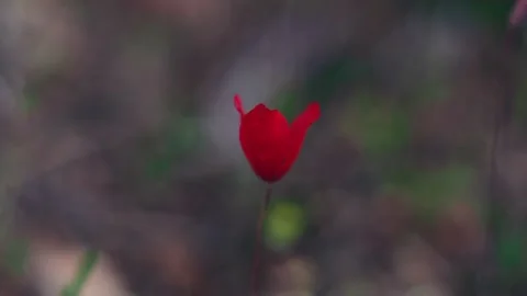 Slow motion red flower 스톡 동영상 130881820