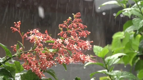 Slow motion: Red flowers under tropical rain. Stock Footage 104258894